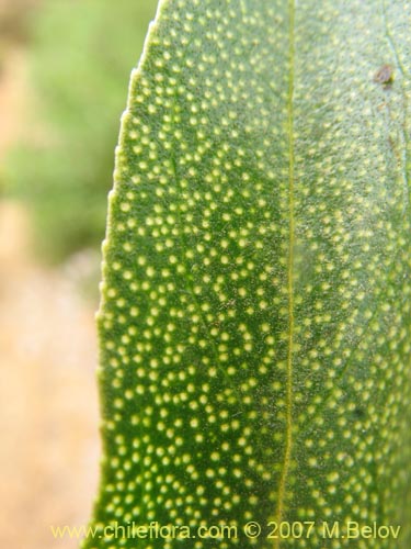 Bild von Pittosporum sp. #2368 (). Klicken Sie, um den Ausschnitt zu vergrössern.