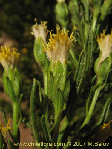 Asteraceae sp. #3175の写真