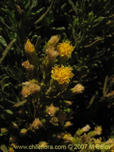 Asteraceae sp. #3175の写真