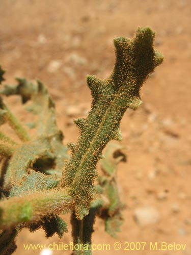 Bild von Senecio murinus (). Klicken Sie, um den Ausschnitt zu vergrössern.