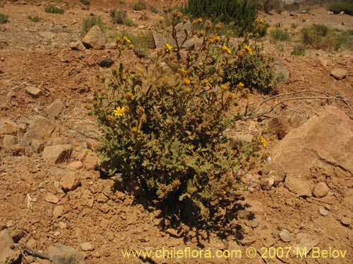 Фотография Senecio murinus (). Щелкните, чтобы увеличить вырез.