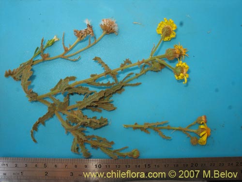 Senecio murinus의 사진