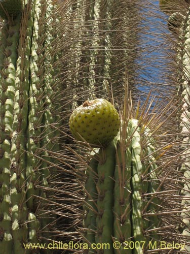 Фотография Eulychnia acida (Copao). Щелкните, чтобы увеличить вырез.