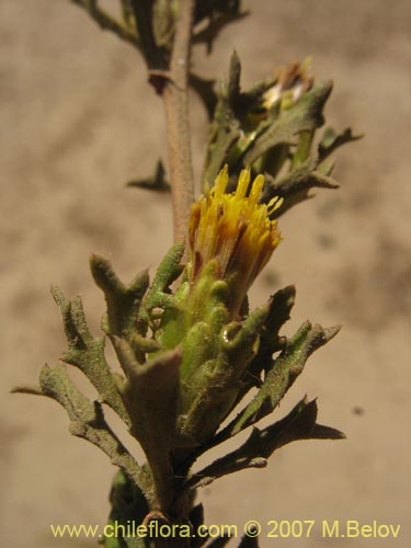 Imágen de Asteraceae sp. #3139 (). Haga un clic para aumentar parte de imágen.
