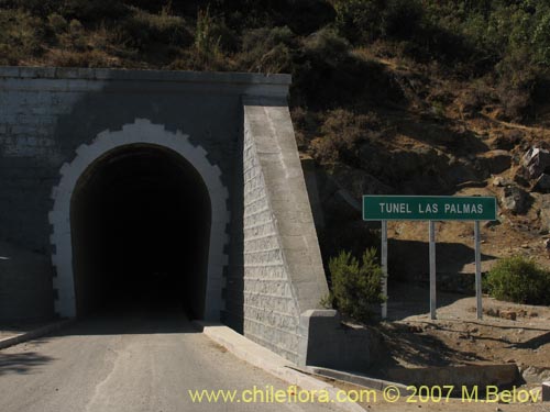 Imágen de Jubae chilensis (Palma chilena). Haga un clic para aumentar parte de imágen.