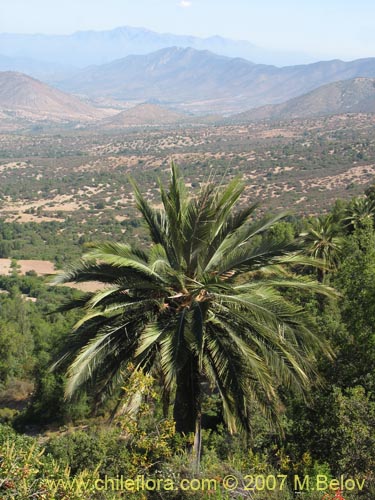 Imágen de Jubae chilensis (Palma chilena). Haga un clic para aumentar parte de imágen.