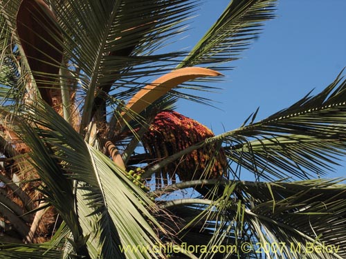 Bild von Jubae chilensis (Palma chilena). Klicken Sie, um den Ausschnitt zu vergrössern.