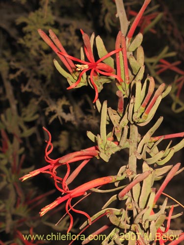 Ligaria cuneifolia의 사진
