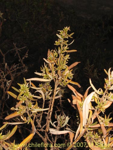 Bild von Ligaria cuneifolia (). Klicken Sie, um den Ausschnitt zu vergrössern.