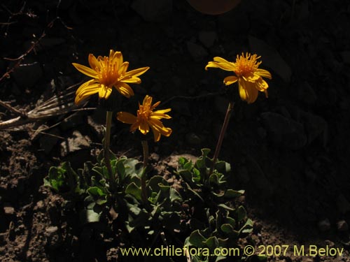 Image of Haplopappus scrobiculatus (). Click to enlarge parts of image.