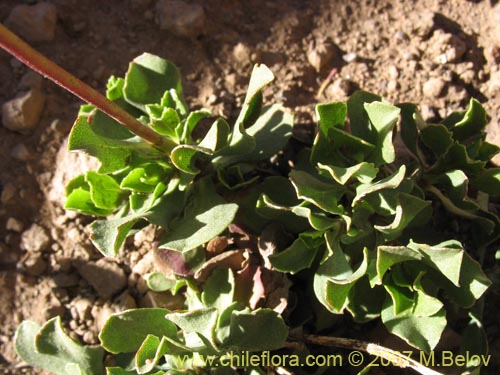 Image of Haplopappus scrobiculatus (). Click to enlarge parts of image.