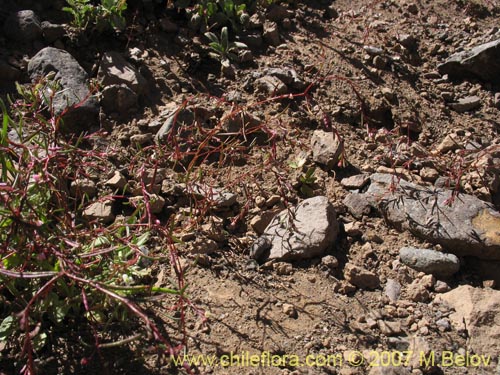 Imágen de Gayophytum micranthum (). Haga un clic para aumentar parte de imágen.