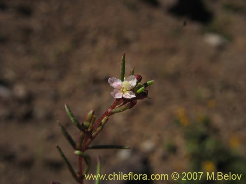 Imágen de Gayophytum micranthum (). Haga un clic para aumentar parte de imágen.