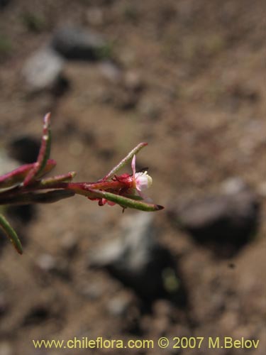 Image of Gayophytum micranthum (). Click to enlarge parts of image.