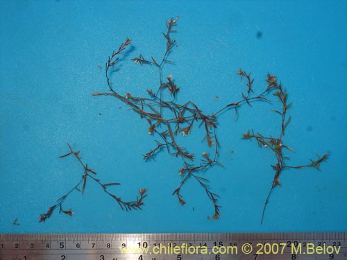 Gayophytum micranthum의 사진