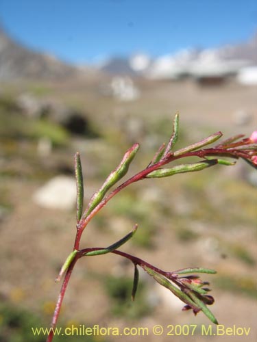 Image of Gayophytum micranthum (). Click to enlarge parts of image.