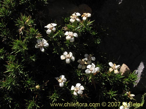 Nassauvia unifloraの写真