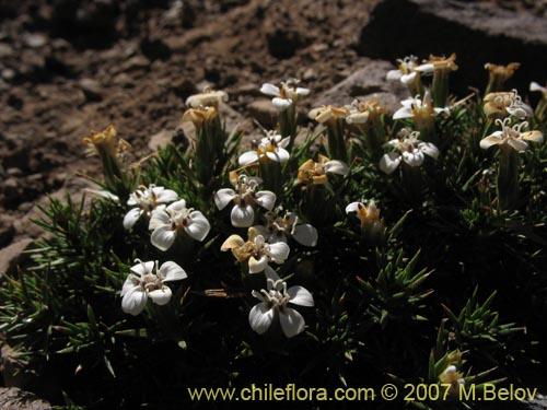 Imágen de Nassauvia uniflora (). Haga un clic para aumentar parte de imágen.