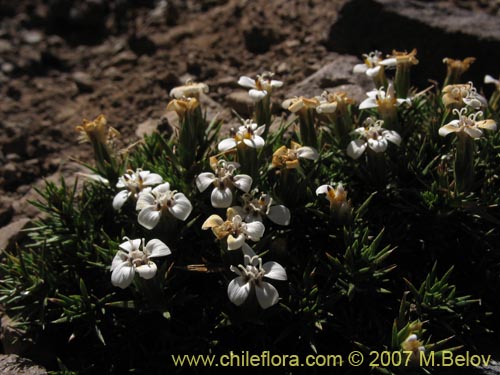 Image of Nassauvia uniflora (). Click to enlarge parts of image.