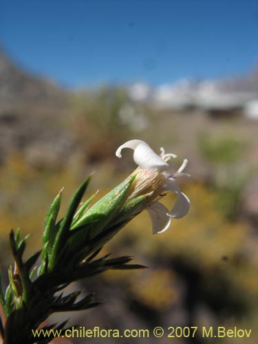 Фотография Nassauvia uniflora (). Щелкните, чтобы увеличить вырез.