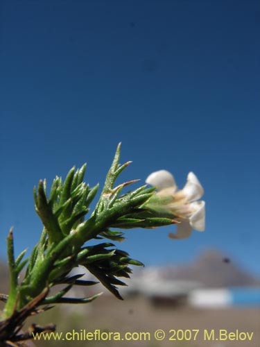 Nassauvia uniflora의 사진