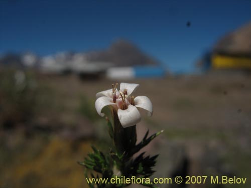 Фотография Nassauvia uniflora (). Щелкните, чтобы увеличить вырез.