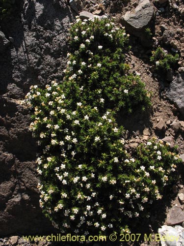 Imágen de Nassauvia uniflora (). Haga un clic para aumentar parte de imágen.