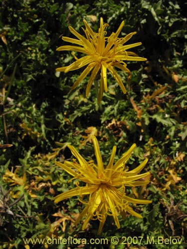 Imágen de Hypochoeris tenuifolia var. clarionoides (). Haga un clic para aumentar parte de imágen.