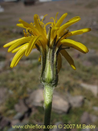 Bild von Hypochoeris tenuifolia var. clarionoides (). Klicken Sie, um den Ausschnitt zu vergrössern.