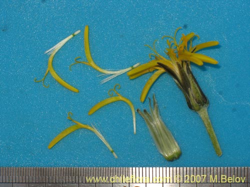 Bild von Hypochoeris tenuifolia var. clarionoides (). Klicken Sie, um den Ausschnitt zu vergrössern.