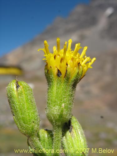 Senecio sp. #1741の写真