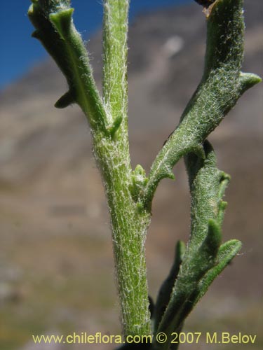 Senecio sp. #1741の写真