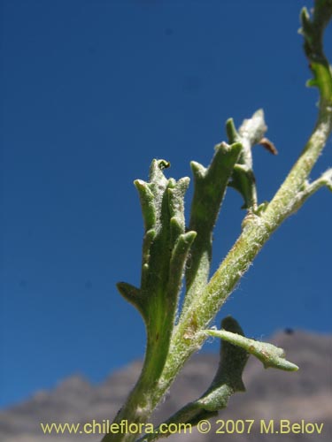 Senecio sp. #1741の写真