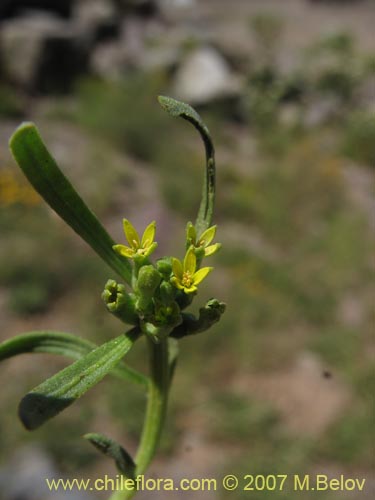 Bild von Quinchamalium dombeyi (). Klicken Sie, um den Ausschnitt zu vergrössern.