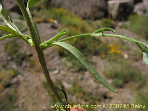 Imágen de Quinchamalium dombeyi (). Haga un clic para aumentar parte de imágen.