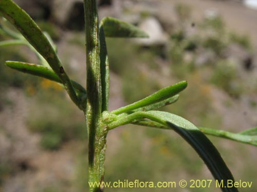 Imágen de Quinchamalium dombeyi (). Haga un clic para aumentar parte de imágen.