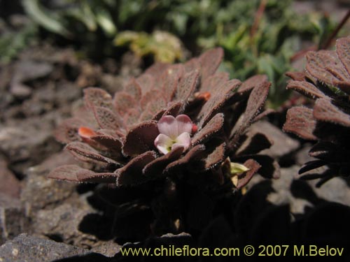 Image of Viola philippii (). Click to enlarge parts of image.