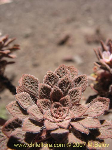 Image of Viola philippii (). Click to enlarge parts of image.