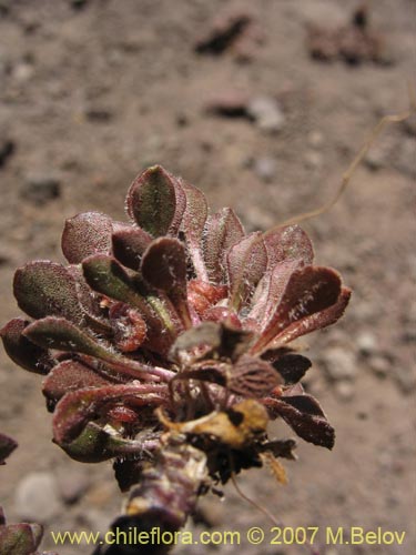 Image of Viola philippii (). Click to enlarge parts of image.