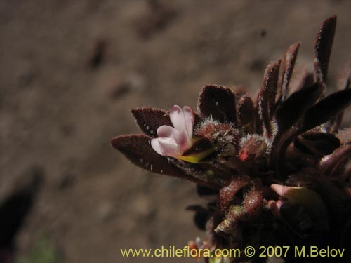 Image of Viola philippii (). Click to enlarge parts of image.