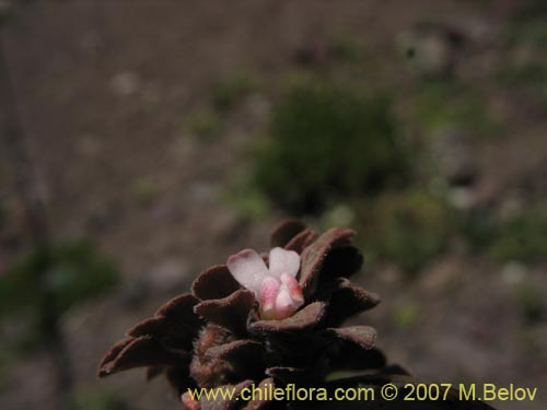Viola philippiiの写真