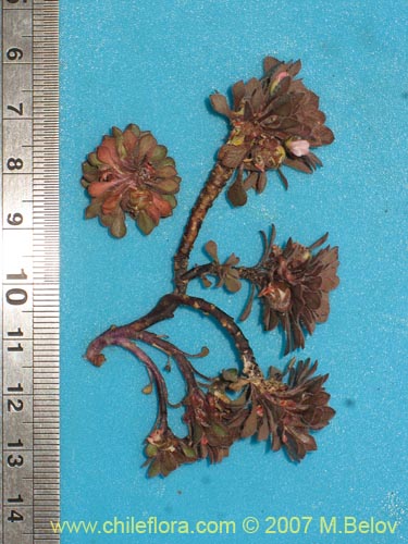 Image of Viola philippii (). Click to enlarge parts of image.