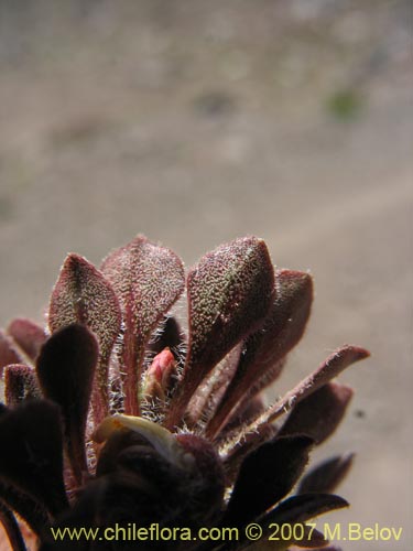 Image of Viola philippii (). Click to enlarge parts of image.