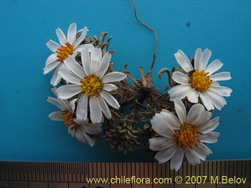Imágen de Chaetanthera apiculata (). Haga un clic para aumentar parte de imágen.