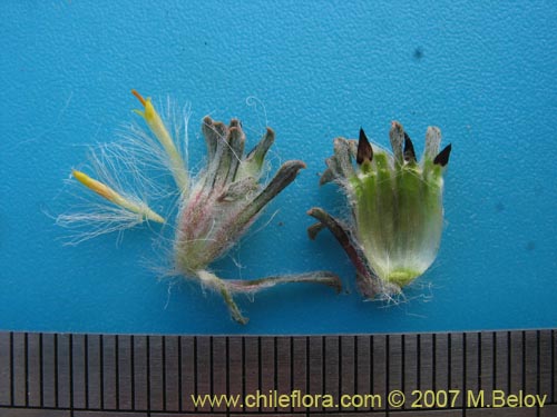 Chaetanthera apiculata의 사진