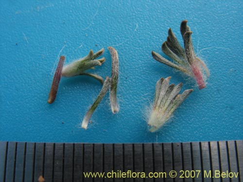 Image of Chaetanthera apiculata (). Click to enlarge parts of image.