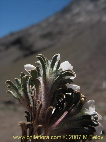 Image of Chaetanthera apiculata (). Click to enlarge parts of image.