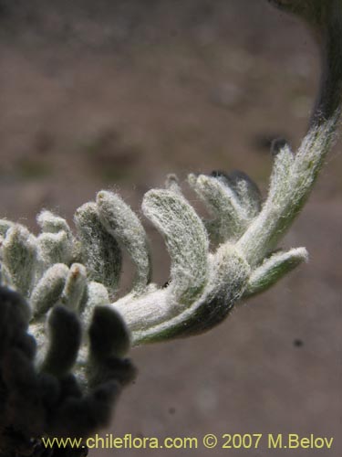 Imágen de Senecio looseri (). Haga un clic para aumentar parte de imágen.