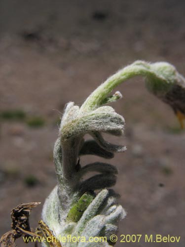 Imágen de Senecio looseri (). Haga un clic para aumentar parte de imágen.