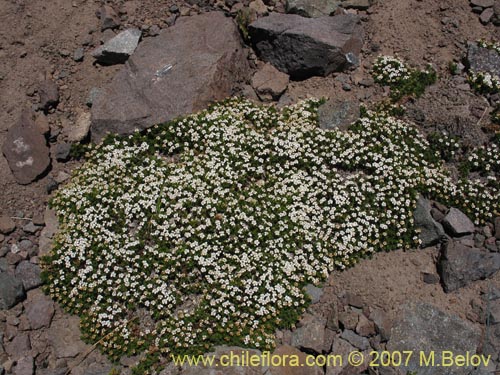 Imágen de Nassauvia uniflora (). Haga un clic para aumentar parte de imágen.